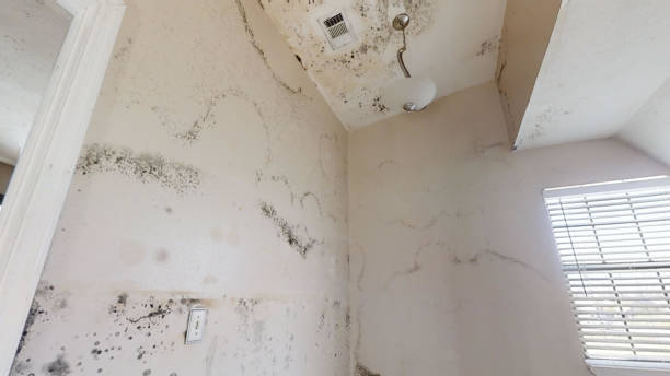 Best Mold-Related Health Consultation  in Loretto, PA