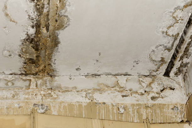 Best Biohazard Mold Removal  in Loretto, PA
