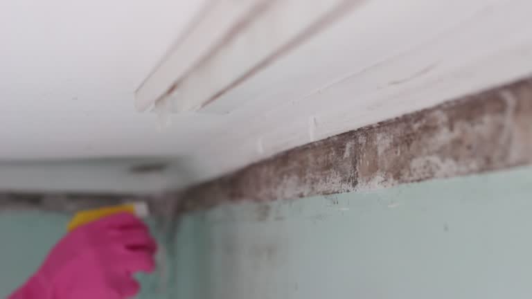 Best Residential Mold Inspection & Testing  in Loretto, PA